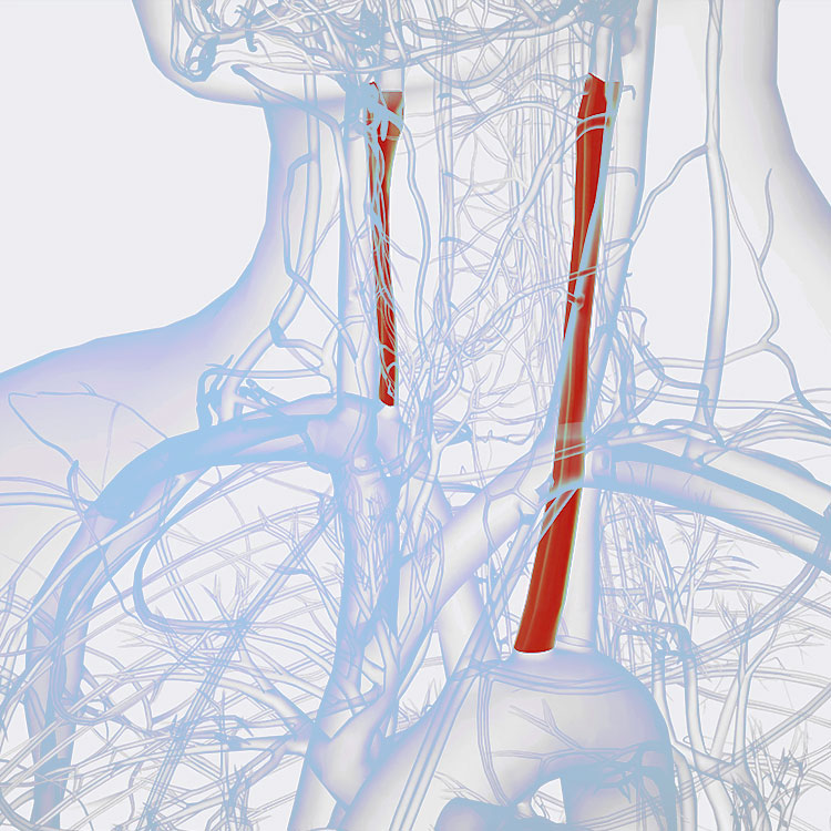 Cirurgia Vascular